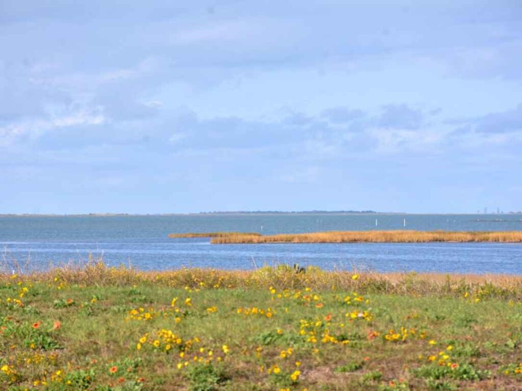 Coastal marsh and wildflowers along Galveston Bay, Texas