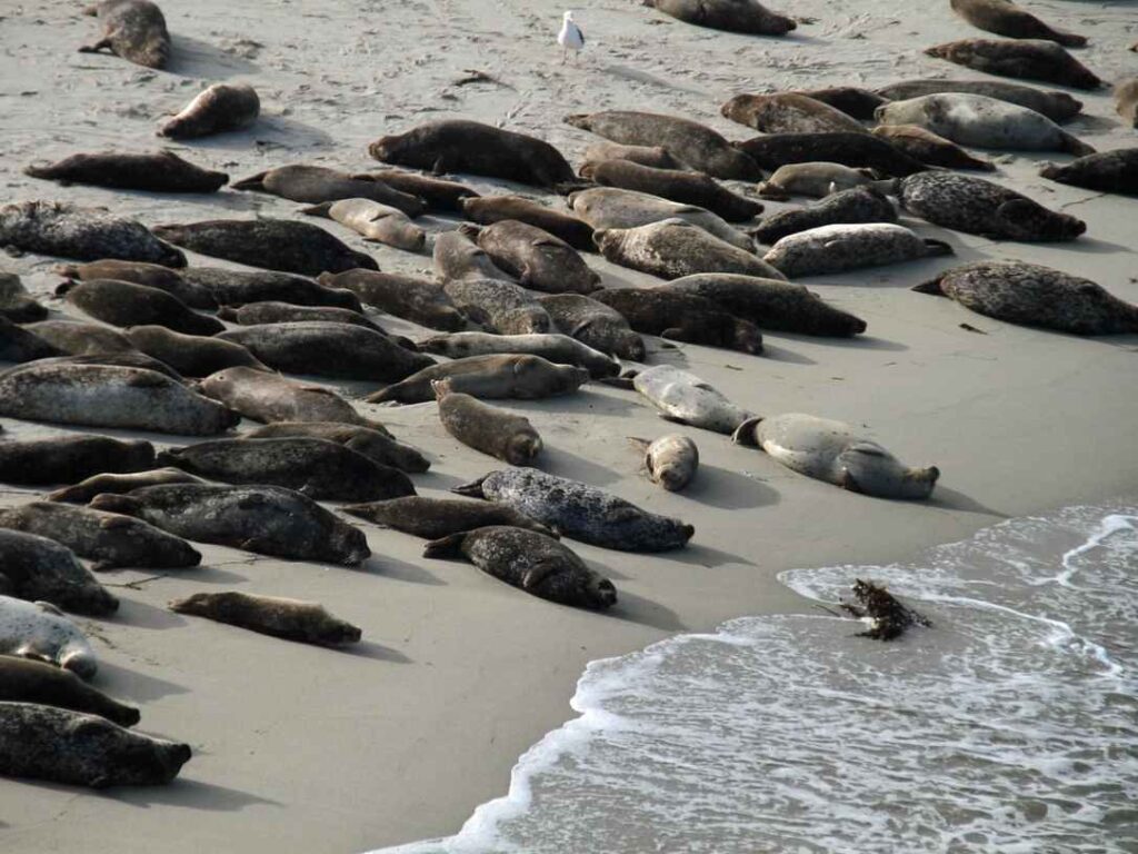 Colony of harbor seals resting on a Southern California beach