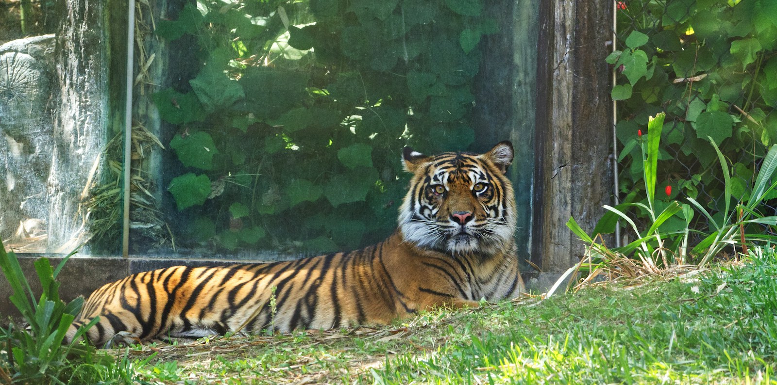 A Sumatran tiger at San Diego Zoo Safari Park.