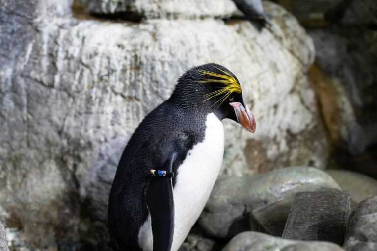 A rockhopper penguin at Moody Gardens Aquarium in Galveston.