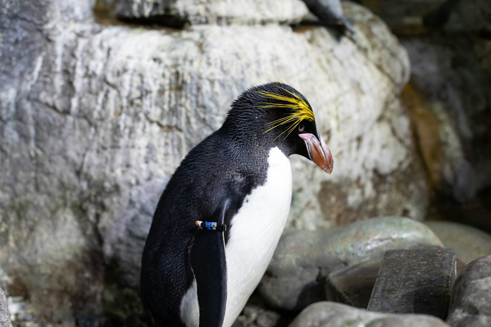 A rockhopper penguin at Moody Gardens Aquarium in Galveston.
