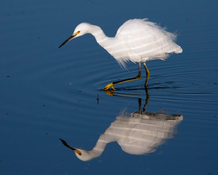 A snowy egret foraging near Huntington Beach, California.