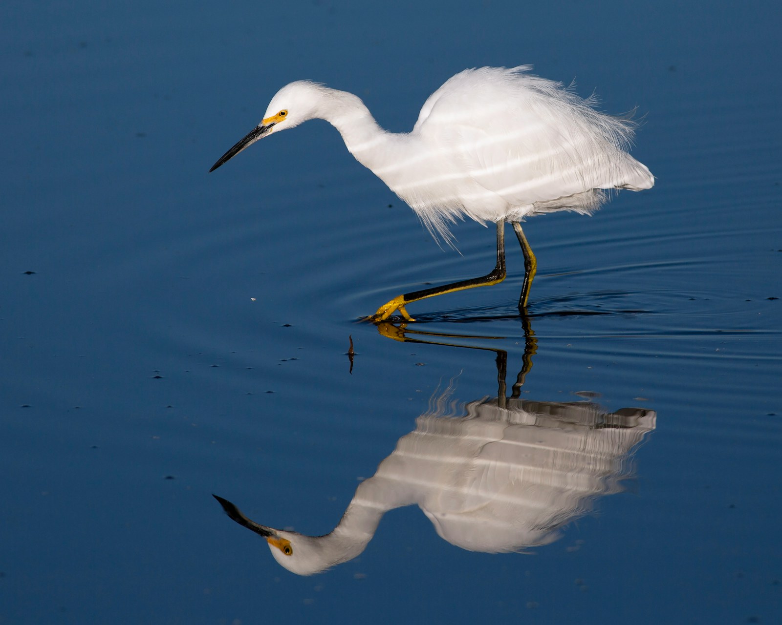 A snowy egret foraging near Huntington Beach, California.