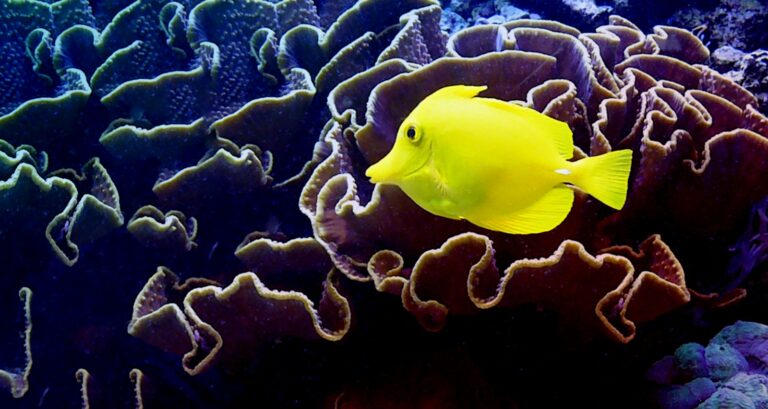 A yellow tang at Moody Gardens Aquarium in Galveston.