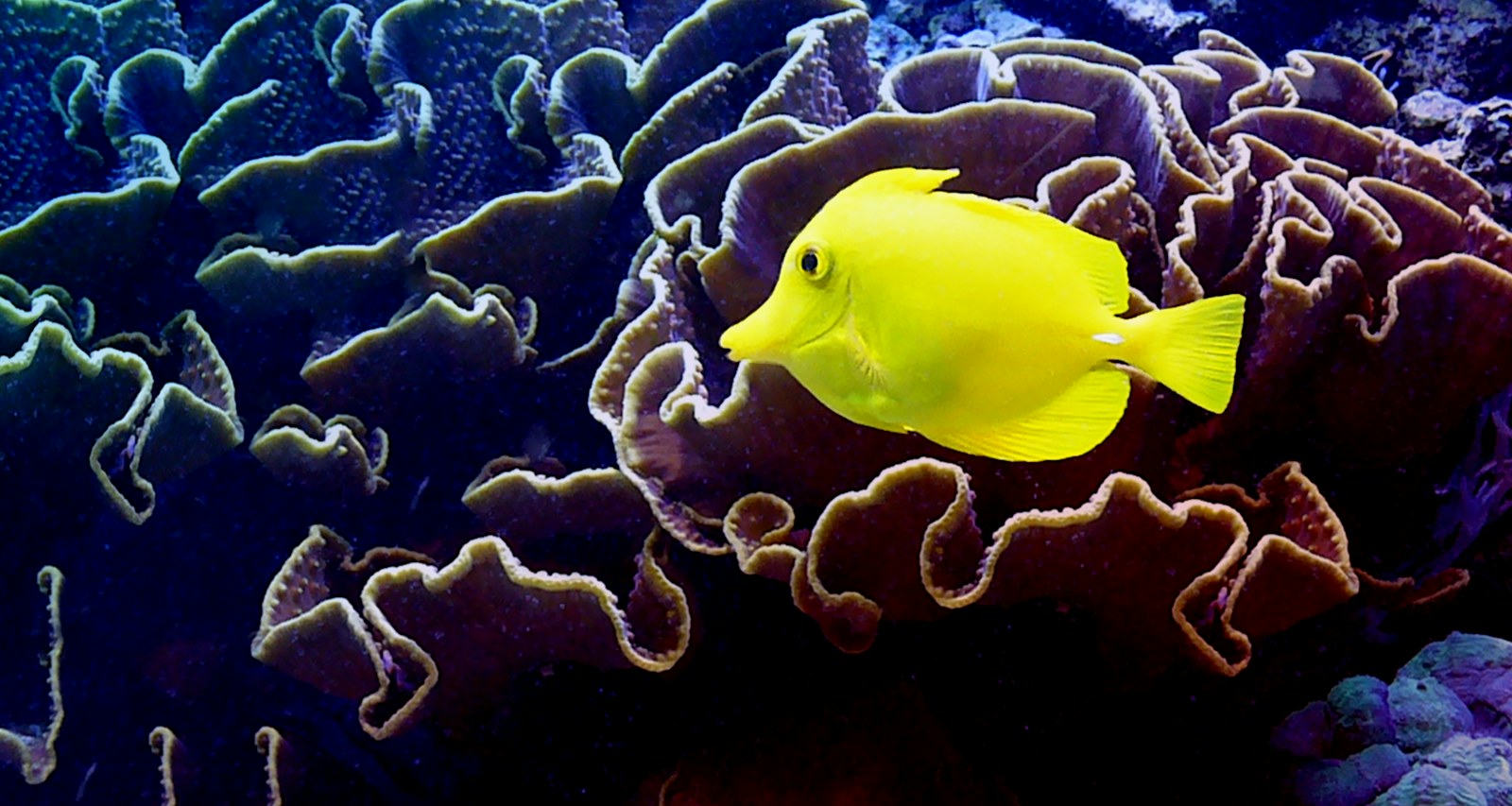A yellow tang at Moody Gardens Aquarium in Galveston.