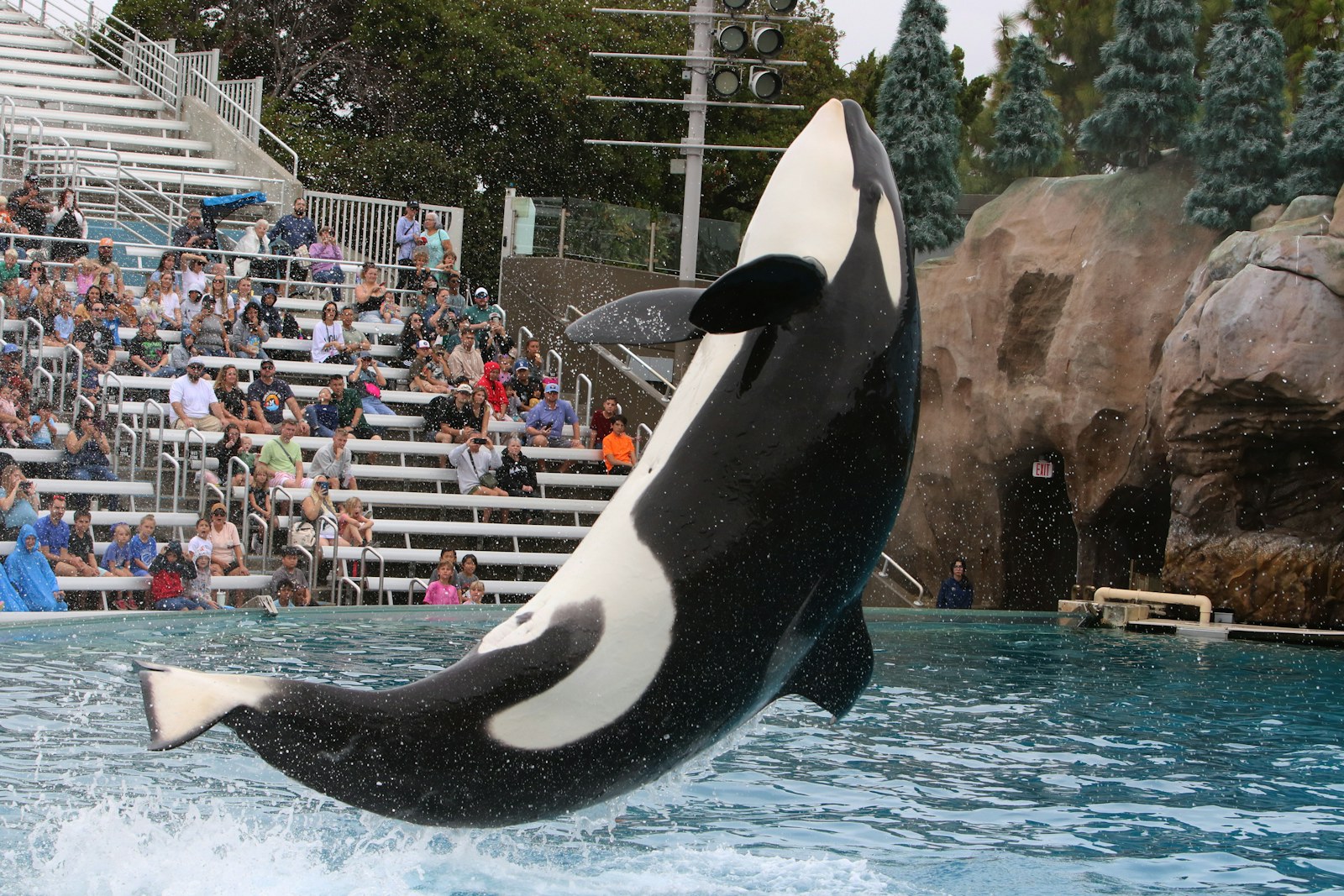 An orca at a marine park. Illustrative photograph.