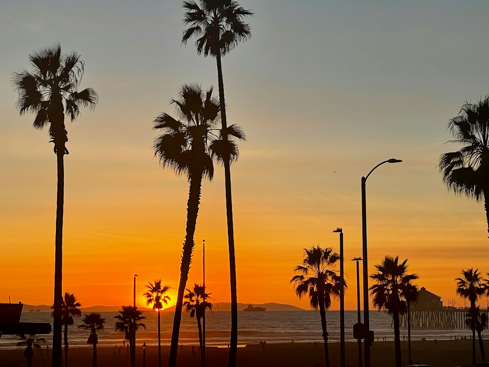 Coastal palms at sunset in Southern California.